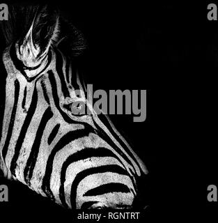 Low Key Kopf geschossen Porträt einer isolierten süße Zebra in Südafrika im hellen Sonnenschein genommen auf schwarzem Hintergrund Stockfoto
