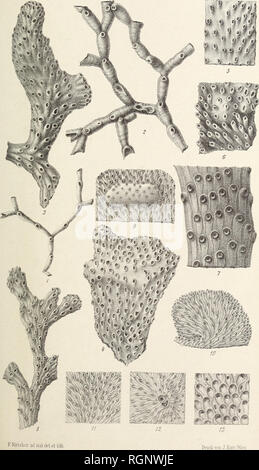 . Bulletin de la Societe Belge de Naturwissenschaft, de Paleontologie et d'Hydrologie. Stier Soe. Belge de Ôéol.de PaléoiLtet d'HydrolT. M. 1889 Mém. pl. XI. Pergens Révis. d." bryozoaires du crétacé. Bitte beachten Sie, dass diese Bilder sind von der gescannten Seite Bilder, die digital für die Lesbarkeit verbessert haben mögen - Färbung und Aussehen dieser Abbildungen können nicht perfekt dem Original ähneln. extrahiert. Société belge de géologie de paléontologie et d'Hydrologie. Bruxelles Stockfoto