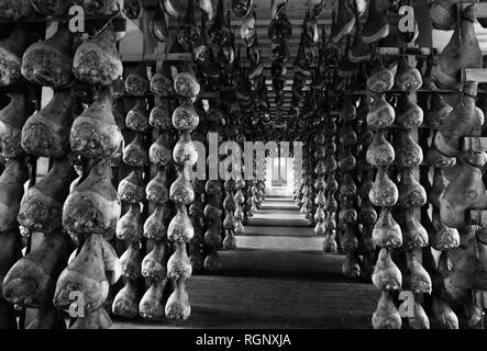 Die aushärtung von Schinken, langhirano, Emilia Romagna, Italien 1964 Stockfoto