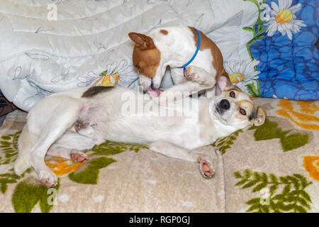 Reifen Basenji Hund lecken sauber gemischte Rasse Hund liegend auf einem Sofa Stockfoto