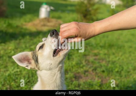 Fütterung jungen Hund während des Trainings einfach Befehle im Freien zu meistern Stockfoto