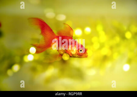 Veiltail Goldfisch in einem schönen Märchen Bild Stockfoto