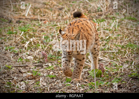 Eursian lynx Wandern in der Natur im Herbst. Stockfoto