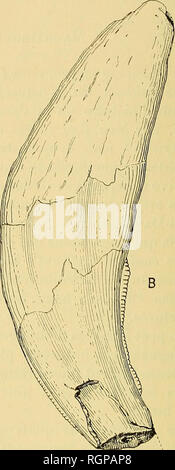 . Bulletin de la SociÃ©tÃ© gÃ©ologique de France. Geologie. Abb. 8 et 9. Â Fangzähne supÃ©rieures du Machairodiis latidens de Kent's Loch. A, Ciinine gauclie vue sur sa Spitze externe; B, eauine droite vue sur sa Gesicht interne; Gr. Nat. Calques des ligures donnÃ©es par Boyd-Dawkins. Dekor Kriterien par MM. Issel et Amerano', Elle est erronÃ©e: j'ai Pu m'Versicherers de visu que la dent trouvÃ©e dans cette Grotte et attribuÃ©e d'abord À un Machairodiis, ein appartenu À un Cà © tacÃ ©. 1. Cl". UAnthropologie, t. II, p, 211.. Bitte beachten Sie, dass diese Bilder extrahiert werden aus der gescannten Seite Bilder, haben können. Stockfoto