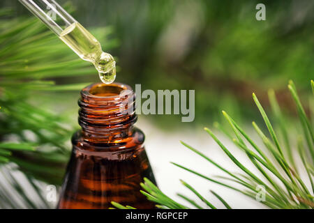 Kiefer ätherisches Öl. Flüssigkeit tropft von der Pipette in die Flasche. Stockfoto