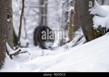 Wildschwein durch den Wald laufen in tiefem Schnee im Winter Stockfoto