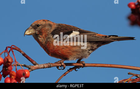 Zweibarriges Kreuzschnabel, Weißflügelkreuzschnabel, Loxia leucoptera-Männchen, das rote Beeren isst Stockfoto