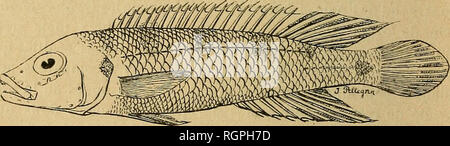 . Bulletin de la SociÃ©tÃ© nationale d'Acclimatation de France. SociÃ©tÃ© nationale d'Acclimatation de France; Tiere; Zoologie, Wirtschaft, Botanik, Wirtschaftliche. 222 BULLETIN DE LA SOCIÃTÃ D'aCCLIMATATION de se Loin ins à Terre et mÃªme, dit-auf, d'escalader les arbres. Sur la biologie des Espò ¨ ces africaines, auf ne sait Encore rien, il y a lÃ à recueillir, par les Voyageurs qui s'intÃ©ressent aux sciences naturelles, des Bemerkungen qui ne manqueront pas d'Ãªtre curieuses. Nous passons maintenantaux Poissons perciformes, c'est-À-dire aux AcanthoptÃ © rygiens typiques ressemblant plus ou Moin Stockfoto