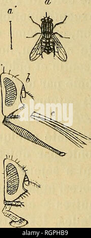 . Bulletin de la SociÃ©tÃ© nationale d'Acclimatation de France. SociÃ©tÃ© nationale d'Acclimatation de France; Tiere; Zoologie, Wirtschaft, Botanik, Wirtschaftliche. 328 BULLETIN DE LA SOCIÃTÃ d'aCCLIMATATION consÃ © Auswirkungen d'une Inokulation dont les Premiers eifets s'Ã©taient rapidement fait sentir. Ce fait vient à Tappui des Beobachtungen que j'ai consignÃ © es dans un mÃ©moire publiÃ© dans le Journal de Ch cVanatomie Robin, en 1875, oÃ¹ je Mo - Tre que le Stomoxe mutin et la Simulie tachetÃ © e sind, dans son Pays, Les principaux Agenten du Transport et de l'inocu- lation des Virus charbonneux et septique Stockfoto