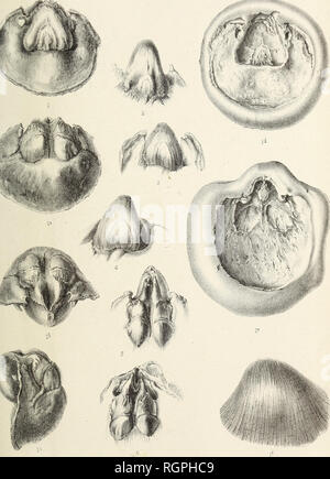 . Bulletin de la Societe Belge de Naturwissenschaft, de Paleontologie et d'Hydrologie. Ich. Soc. Belge.de GÉANT ¨ ol.de PalÃ © ONT. et d'Hydrol. T. V. 1891. Pl.IV". ... "Lish J L Goffert sua? De 1 6. Orthis Tnu. siscrriira, n. sp. F. BÃ©clard - Fossilien du De von i de delÃ infÃ©rieur Belgique.. Bitte beachten Sie, dass diese Bilder sind von der gescannten Seite Bilder, die digital für die Lesbarkeit verbessert haben mögen - Färbung und Aussehen dieser Abbildungen können nicht perfekt dem Original ähneln. extrahiert. SociÃ©tÃ© belge de gÃ©ologie de palÃ © Ontologie et d'Hydrologie. Bruxelles Stockfoto