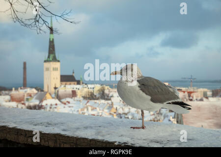 Möwe auf einer Aussichtsterrasse in Tallinn, Estland. Stockfoto