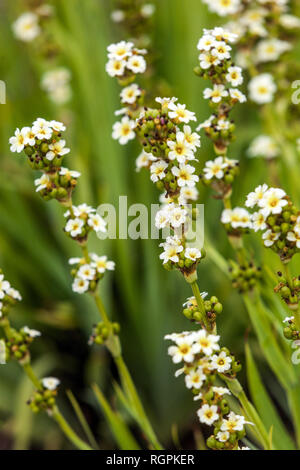 Gelbe Augen, Gras, Sisyrinchium striatum Stockfoto