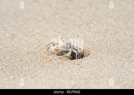 Little ghost Crab kriecht aus einem Loch im Sand, Südostasien, Kambodscha Stockfoto