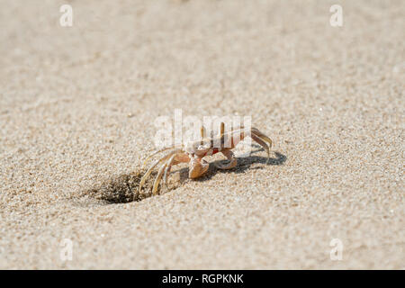 Kleine Gespenst Krabben in der Nähe der Bohrung am Sandstrand, Südostasien, Kambodscha Stockfoto