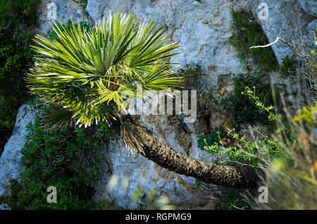 Chamaerops humilis, in dem palm Familie Arecaceae, verschiedentlich genannten Europäischen fan Palm, oder das Mittelmeer Zwerg Palm, auf einer felsigen Klippe. Stockfoto