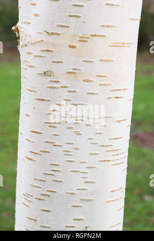 Betula utilis var. jacquemontii Trinity College. Strahlend weiße Rinde des Himalaya Birke anzeigen Lentizellen, winter UK Stockfoto