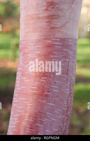 Betula albosinensis 'China Ruby' Chinesischen Roten Birkenrinde im Winter, Großbritannien Stockfoto