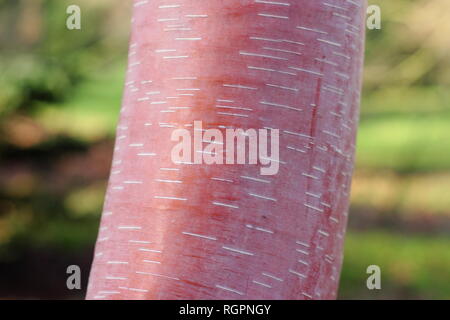 Betula albosinensis 'China Ruby' Chinesischen Roten Birkenrinde im Winter, Großbritannien Stockfoto