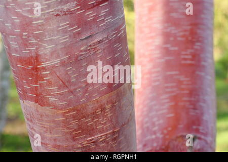 Betula albosinensis 'China Ruby' Chinesischen Roten Birkenrinde im Winter, Großbritannien Stockfoto