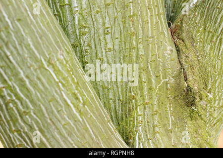 Acer tegmentosum 'Joe Witt. Attraktive gestreifte Rinde im Winter, Großbritannien Stockfoto