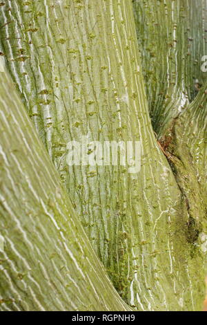 Acer tegmentosum 'Joe Witt. Attraktive gestreifte Rinde im Winter, Großbritannien Stockfoto