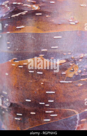 Markante Karamell Töne von Betuula utilis" Wakehurt statt Schokolade" Rinde, eine Himalyan Birke, Winter, Großbritannien Stockfoto