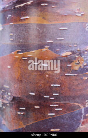 Markante Karamell Töne von Betuula utilis" Wakehurt statt Schokolade" Rinde, eine Himalyan Birke, Winter, Großbritannien Stockfoto