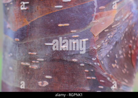 Markante Karamell Töne von Betuula utilis" Wakehurt statt Schokolade" Rinde, eine Himalyan Birke, Winter, Großbritannien Stockfoto