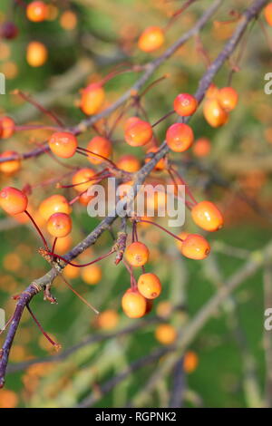 Malus 'Indische Magie'. Crab Apple Früchte der "Indische Magie', eine blühende Crabapple für Langlebigkeit der Früchte im Winter bekannt, UK Garten Stockfoto