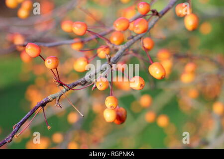 Malus 'Indische Magie'. Crab Apple Früchte der "Indische Magie', eine blühende Crabapple für Langlebigkeit der Früchte im Winter bekannt, UK Garten Stockfoto