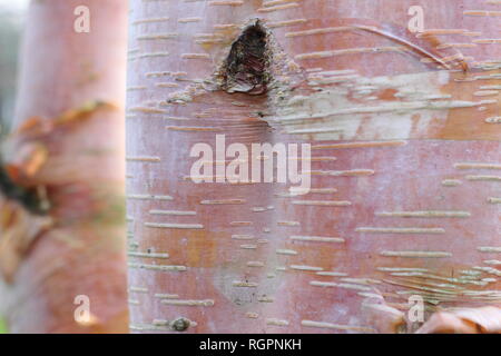 Betula albosinensis Hergest, chinesische rote Birke, November, UK Garten Stockfoto