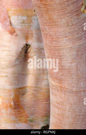 Betula albosinensis Hergest, chinesische rote Birke, November, UK Garten Stockfoto