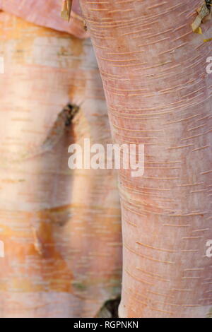 Betula albosinensis Hergest, chinesische rote Birke, November, UK Garten Stockfoto