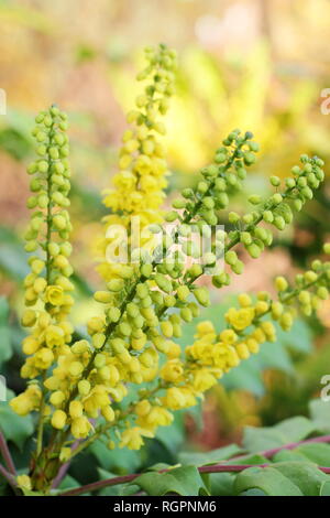 Mahonia x Media" im Gange. Winter Blüten von Mahonia 'Unterwegs' Blüte im Dezember, UK. Auch Mahonie 'Unterwegs' genannt Stockfoto