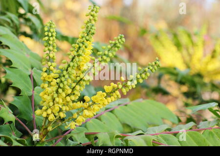 Mahonia x Media" im Gange. Winter Blüten von Mahonia 'Unterwegs' Blüte im Dezember, UK. Auch Mahonie 'Unterwegs' genannt Stockfoto