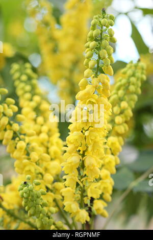 Mahonia x Media" im Gange. Winter Blüten von Mahonia 'Unterwegs' Blüte im Dezember, UK. Auch Mahonie 'Unterwegs' genannt Stockfoto