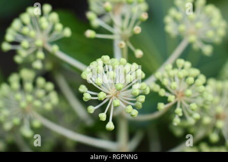 Fatsia japonica. Weißen blütenköpfe dieser Rizinus im Winter - Dezember, UK Garten Stockfoto