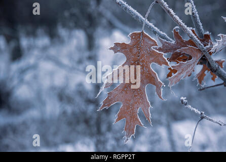 Eichenlaub auf einem Zweig im winter frost Stockfoto