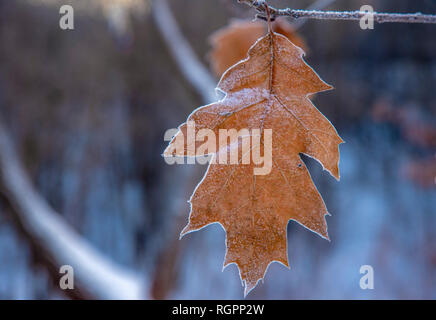 Eichenlaub auf einem Zweig im winter frost Stockfoto