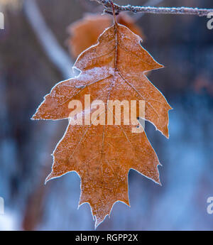 Eichenlaub auf einem Zweig im winter frost Stockfoto