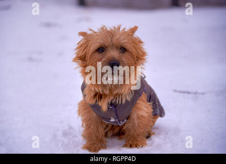 Norwich Terrier spielen im Freien im Winter, copypaste Stockfoto