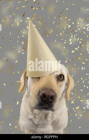 Hund IN GOLDENEN GEBURTSTAG ODER DAS NEUE JAHR HAT. LABRADOR RETRIEVER feiern eine Party. Isolierte STUDIO SHOT, gegen Grau bunten Hintergrund mit fallender C Stockfoto