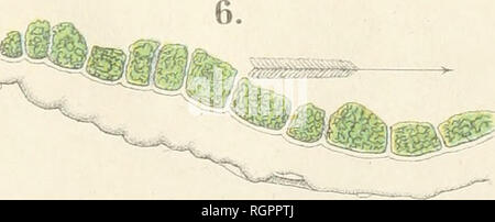 . Bulletin de la Socit impriale des naturalistes de Moscou. Wissenschaft; Biologie; Geologie - Sowjetunion; natürliche Geschichte - Sowjetunion. . Bitte beachten Sie, dass diese Bilder sind von der gescannten Seite Bilder, die digital für die Lesbarkeit verbessert haben mögen - Färbung und Aussehen dieser Abbildungen können nicht perfekt dem Original ähneln. extrahiert. Moskovskoe obshchestvo liubitelei prirody. Moscou: Socit impriale des naturalistes de Moscou Stockfoto