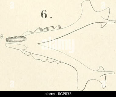 . Bulletin de la Socit impriale des naturalistes de Moscou. Wissenschaft; Biologie; Geologie - Sowjetunion; natürliche Geschichte - Sowjetunion. . Bitte beachten Sie, dass diese Bilder sind von der gescannten Seite Bilder, die digital für die Lesbarkeit verbessert haben mögen - Färbung und Aussehen dieser Abbildungen können nicht perfekt dem Original ähneln. extrahiert. Moskovskoe obshchestvo liubitelei prirody. Moscou: Socit impriale des naturalistes de Moscou Stockfoto