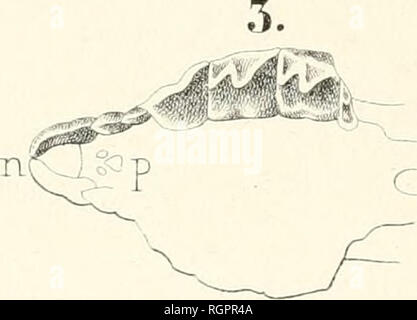 . Bulletin de la Socit impriale des naturalistes de Moscou. Wissenschaft; Biologie; Geologie - Sowjetunion; natürliche Geschichte - Sowjetunion. . Bitte beachten Sie, dass diese Bilder sind von der gescannten Seite Bilder, die digital für die Lesbarkeit verbessert haben mögen - Färbung und Aussehen dieser Abbildungen können nicht perfekt dem Original ähneln. extrahiert. Moskovskoe obshchestvo liubitelei prirody. Moscou: Socit impriale des naturalistes de Moscou Stockfoto