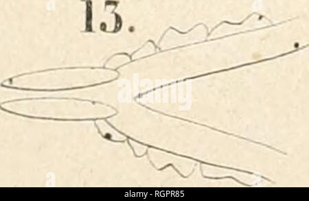 . Bulletin de la Socit impriale des naturalistes de Moscou. Wissenschaft; Biologie; Geologie - Sowjetunion; natürliche Geschichte - Sowjetunion. . Bitte beachten Sie, dass diese Bilder sind von der gescannten Seite Bilder, die digital für die Lesbarkeit verbessert haben mögen - Färbung und Aussehen dieser Abbildungen können nicht perfekt dem Original ähneln. extrahiert. Moskovskoe obshchestvo liubitelei prirody. Moscou: Socit impriale des naturalistes de Moscou Stockfoto