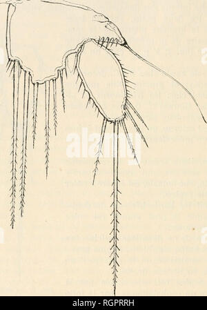 . Bulletin de la SociÃ©tÃ© zoologique de France. Zoologie. 104 SÃANCE DU 26 FÃVRIER 1914 retrouve Chez aloisianus Brehm et Chez cuspidatus Schmeil, bien diffÃ©mieten autres Mehrfachrapport sous d'.. Abb. 4. Â Catithocamptus Wulmeri. Â 5 Â" s. Gesicht ventrale. CinquiÃ¨me Paire o: Wulmeri f-â-â ¬. 1* • V o (La4 * est la plue Longue) fontinalis^ âââ - 4 4 (3 puis I) aloisianusÃ® 5 (4 et-') cuspidatus Is-b (3') Dans ces quatre Espò ¨ ces, Les soies les plus Longues du pre-mier Artikel sind les Deux internes. TrouvÃ© Ã-Instruments Reprisen À-Samer (Pas-de-Calais) dans un fossÃ © Tour à tour inondÃ © et assÃ © chÃ©, Stockfoto