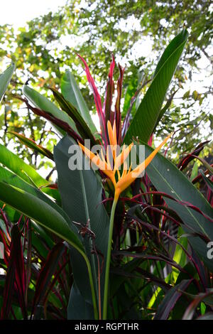 Heliconia gelbe Fackel Blume mit verschwommenen Hintergrund Stockfoto