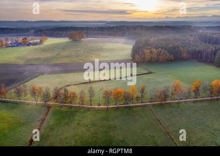 Birke Avenue durch wiese landschaft im Morgenlicht, Schwaigwall, in der Nähe von Geretsried, Tölzer Land, Alpenvorland Stockfoto