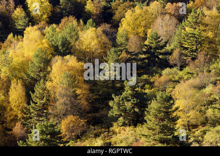 Herbstliche Wälder mit gemischten Bäume im Sonnenlicht Stockfoto
